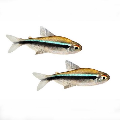 Hyphessobrycon herbertaxelrodi - Néon noir M